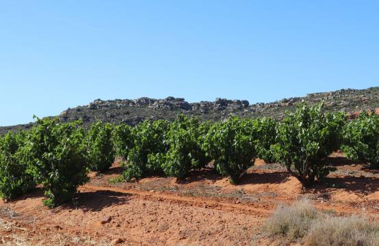 Zonnige wijngaard in Citrusdal Mountain
