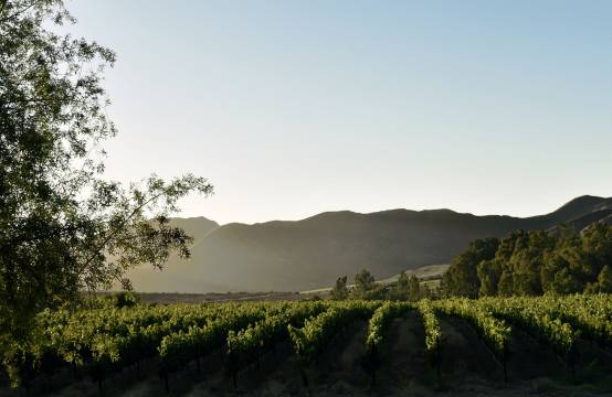 Wijngaard in de avondzon in Robertson